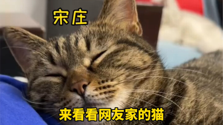 แมวหนักแปดชั่ง แต่มีจิตใจขบถหนักถึงเจ็ดชั่ง
