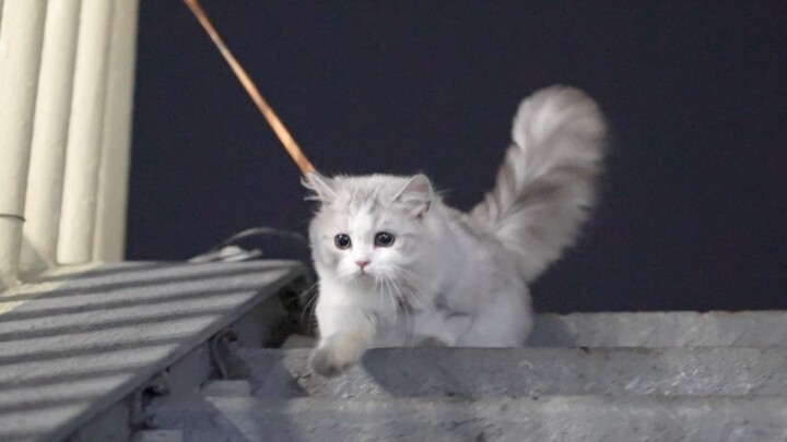 Some cats turn into dogs as they’re being walked.