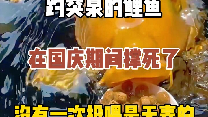 Các chú cá chép ở suối Bào Đột trong dịp Quốc khánh đã chết vì ăn quá nhiều, có thể nói không một du