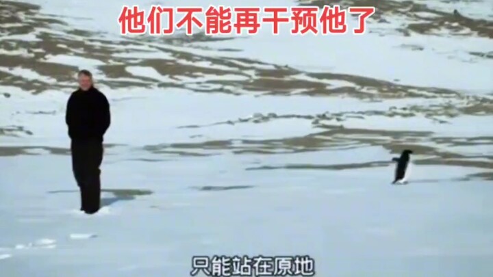 An isolated penguin in Antarctica walks alone for dozens of kilometers—could it be depressed? Animal