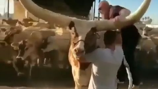 Bari Eid most satisfying video. #short