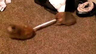 cutest tug of war