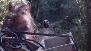I unexpectedly ran into a giant panda halfway—who would have thought that this adorable-looking crea
