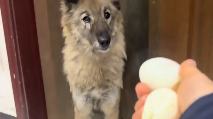 A little dog showed up at my doorstep, but it’s too scared to come in.