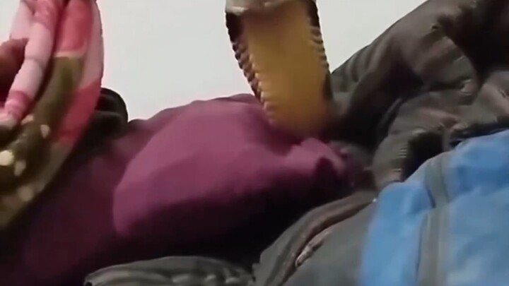 The man realized he wasn’t alone in bed; when he opened his eyes, he found himself face-to-face with