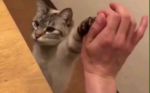 【Kucing】Tos Meong