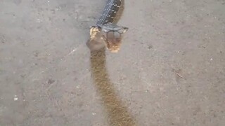 Tease the cobra and it will come back for a bite