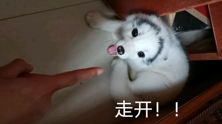 ให้คุณดูว่าจิ้งจอกน้อยดุแค่ไหน หลังจากกัดคนจนเจ็บแล้ว