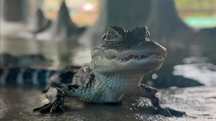 “Buaya Kecil Itu Lucu Sekali”