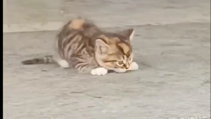 “Are its four legs just meeting each other?”