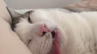 Mèo rất tỉnh táo khi ngủ...