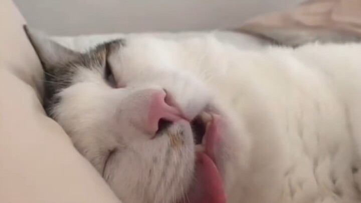 Cats are alert when they sleep...