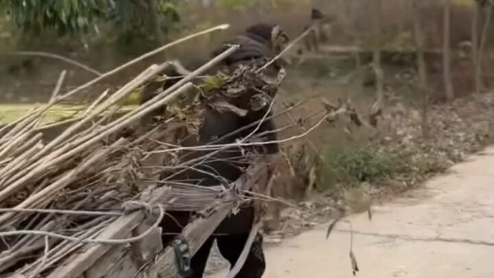 On his way back to his hometown, a man stumbles upon his childhood buddy on a country path after yea