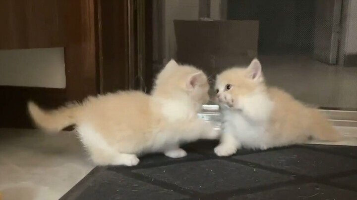 “No little milk cat is allowed to fight!!”