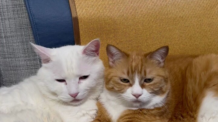 โปรดสังเกตนะ แมวตัวนี้ชื่อเสี่ยวมี่…