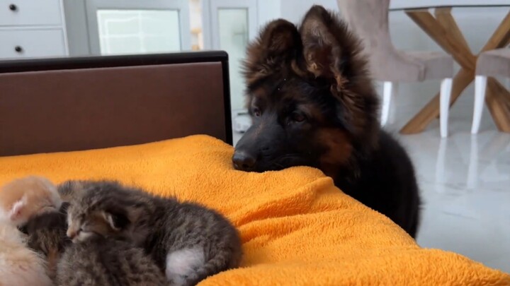 Cute German Shepherd Guards Baby Cat
