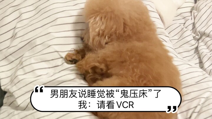 ความจริงมีเพียงหนึ่งเดียว! ได้กดหัวลูกหมูไปหนึ่งตัว!