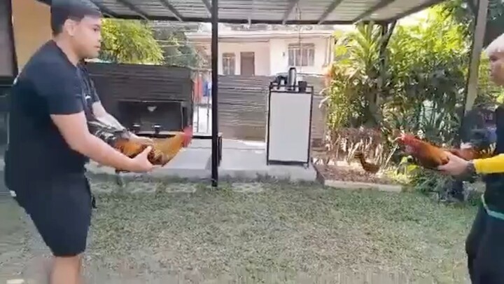 RRX Banahaw GF Broodcocks spar, SBR Blues broodcock vs Tornado hatch broodcock