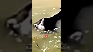 เหงาเว้ยไม่มีใครเล่นด้วย