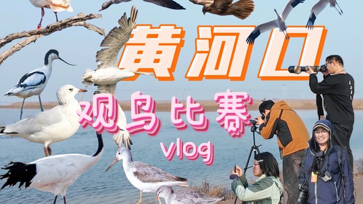 Dongying! China’s premier birding event—the Yellow River Estuary Bird Race. What a blast the bird ra