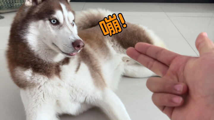 ฮัสกี้: นี่มันก็แสดงว่าคุณยิงแม่นไงล่ะ