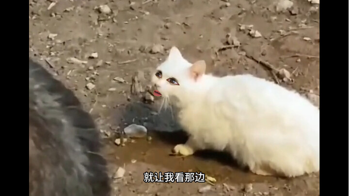 Cat: What are you doing?