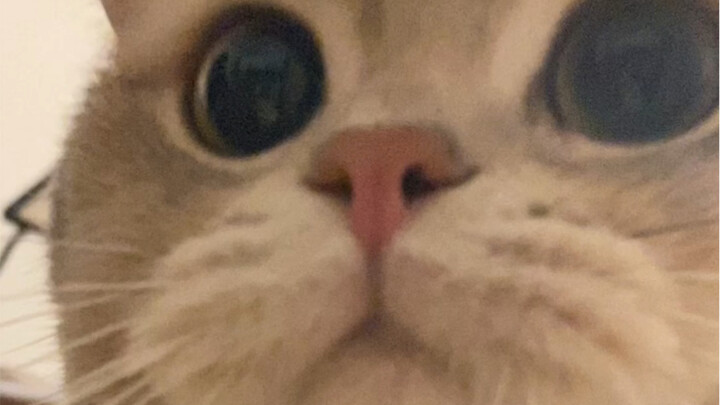 Kartu Total langsung memelukmu erat-erat sambil memberimu ciuman besar, lalu berkata, "Coo coo!"