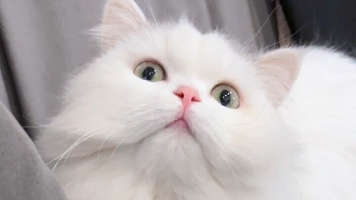 Kucing di rumahku adalah Ikan Biru Raksasa, kamu itu apa?!