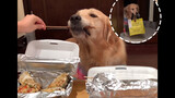 Wanita kenapa memelihara anjing? Golden retriever makan sate panggang.