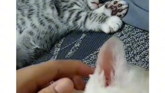 cute cat