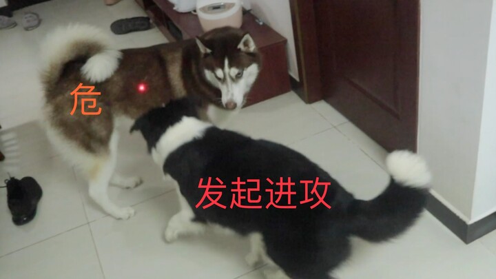 Mengusili anjing Husky dengan laser pointer, mengusili Border Collie dengan laser pointer — perbedaa