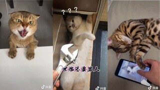 Những Chiếc Mèo Hề Hước, Mặn Mà Tồn Tại Trên Hành Tinh Này - Meow - MaoMaoTV