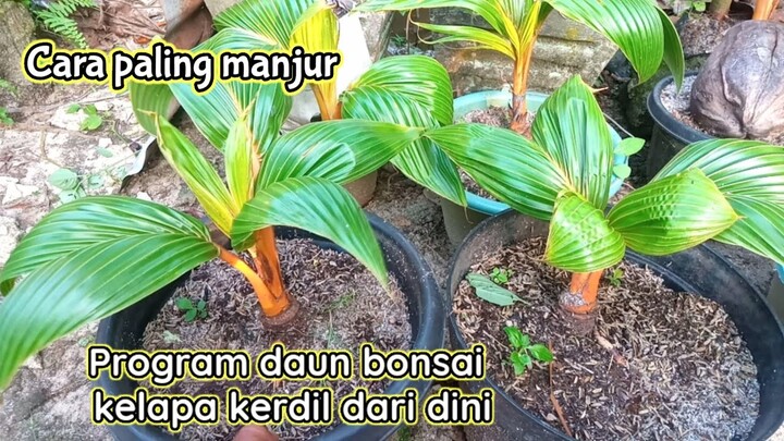 CARA PALING AMPUH MEMBUAT DAUN BONSAI KELAPA KECIL DARI AWAL | UNTUK PEMULA