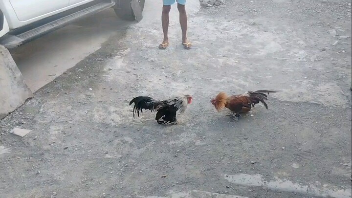 wen gry update sa bayir