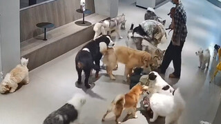 بمجرد أن يسقط الإنسان، تُقبّله كلّ كلاب العالم.