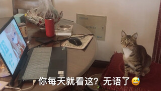 给猫猫溜《猫中毒》导致猫中毒要咬死鼠鼠主人为嘉然小姐复仇