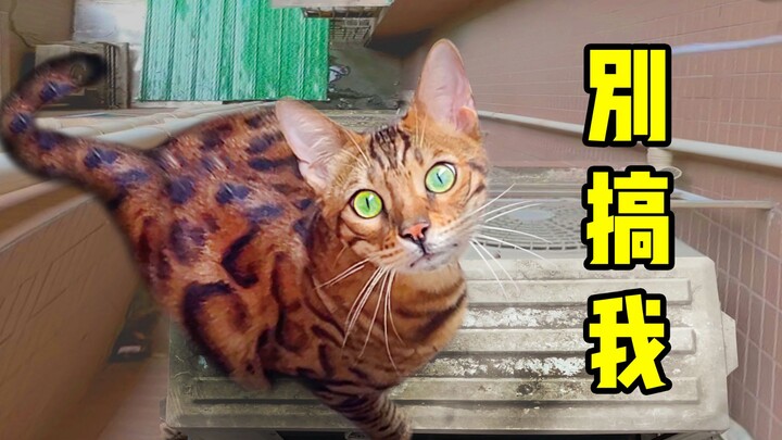 Hilarious! A 17-pound super-fat leopard cat cried for help on the wall of a high-rise building, and 
