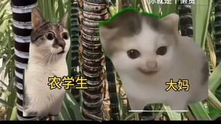 谁懂银环蛇甘蔗的含金量?