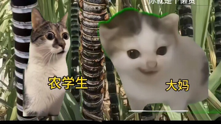 من يفهم القيمة الحقيقية لقصب السكر مع ثعبان الحلقة الفضية؟