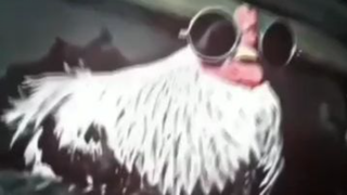 flashy cock (chicken)