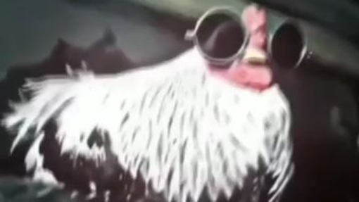 flashy cock (chicken)