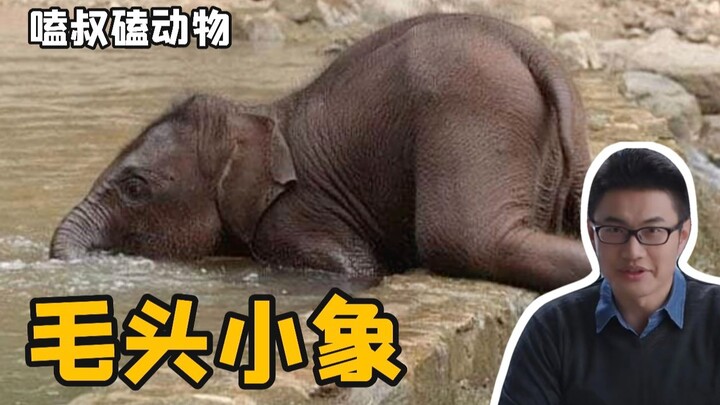 Elephant: Clumsy, clumsy little baby elephant!