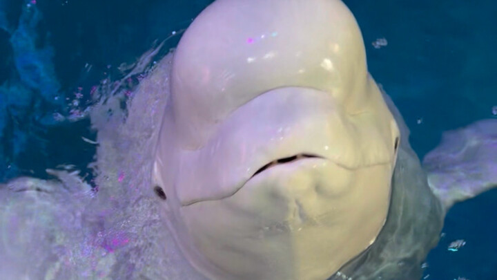 Xiao Hei is so awesome!