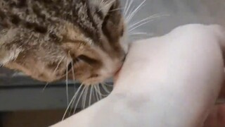 The mother cat is about to give birth to kittens and asks the owner to accompany her