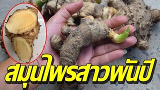 "ว่านชักมดลูก" สมุนไพรไทย ใช้รักษาโรคได้ ถ้ามีอาการแบบนี้