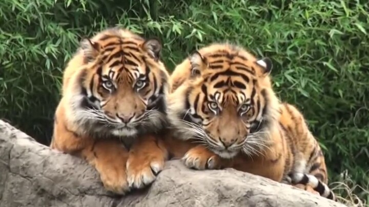 Kakak beradik harimau yang memiliki wajah sama, “Tidak Cerdas” dan “Tidak Senang”, saling berpelukan