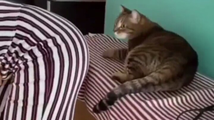 Never turn your backside toward the cat, or else...