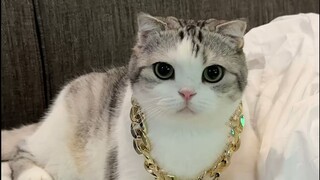 แมวตบยุงอย่างใจเย็น มันเป็นสัตว์ดุร้ายจริงๆ!