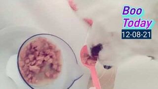 Boo Today 12-08-21 Feeding Boo With A Spoon XD