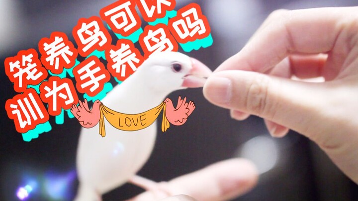 Chim nuôi trong lồng có thể huấn luyện thành chim bổi được không? Hai ngày có thể để chim non dạn ta